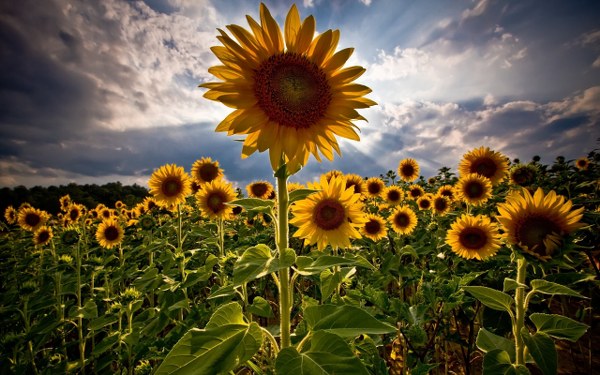 New Mixed HD Wallpapers Pack 367