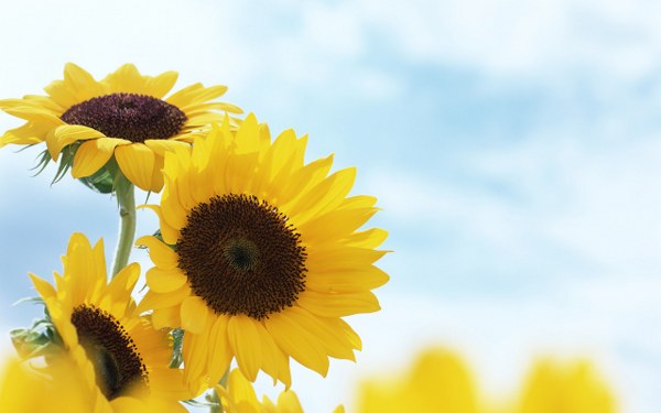 New Mixed HD Wallpapers Pack 276
